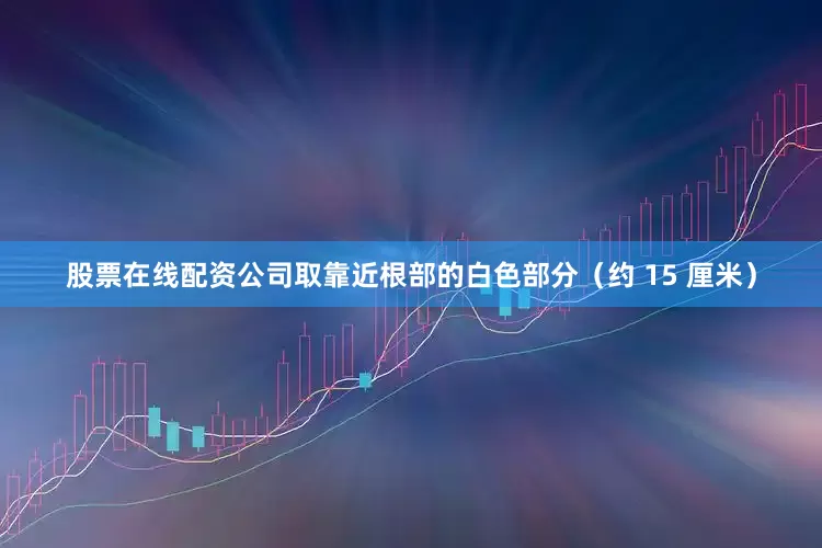 股票在线配资公司取靠近根部的白色部分（约 15 厘米）
